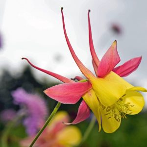 aquilegia flower