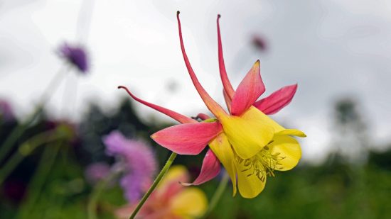 aquilegia flower